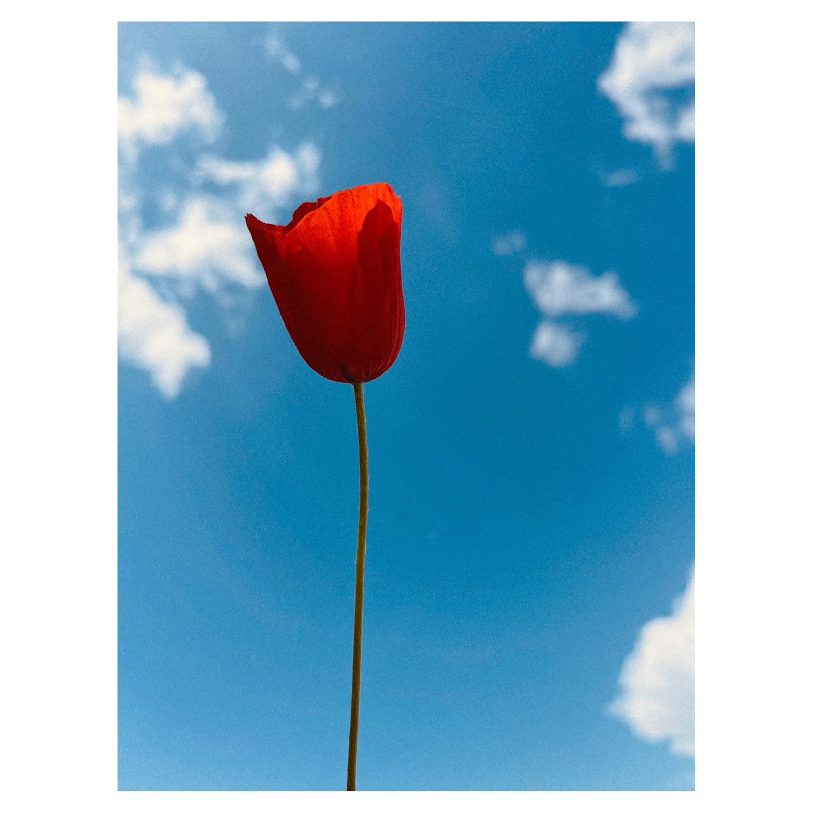 Minimal fine art photograph of a red poppy against blue sky by Andrea Polmüller