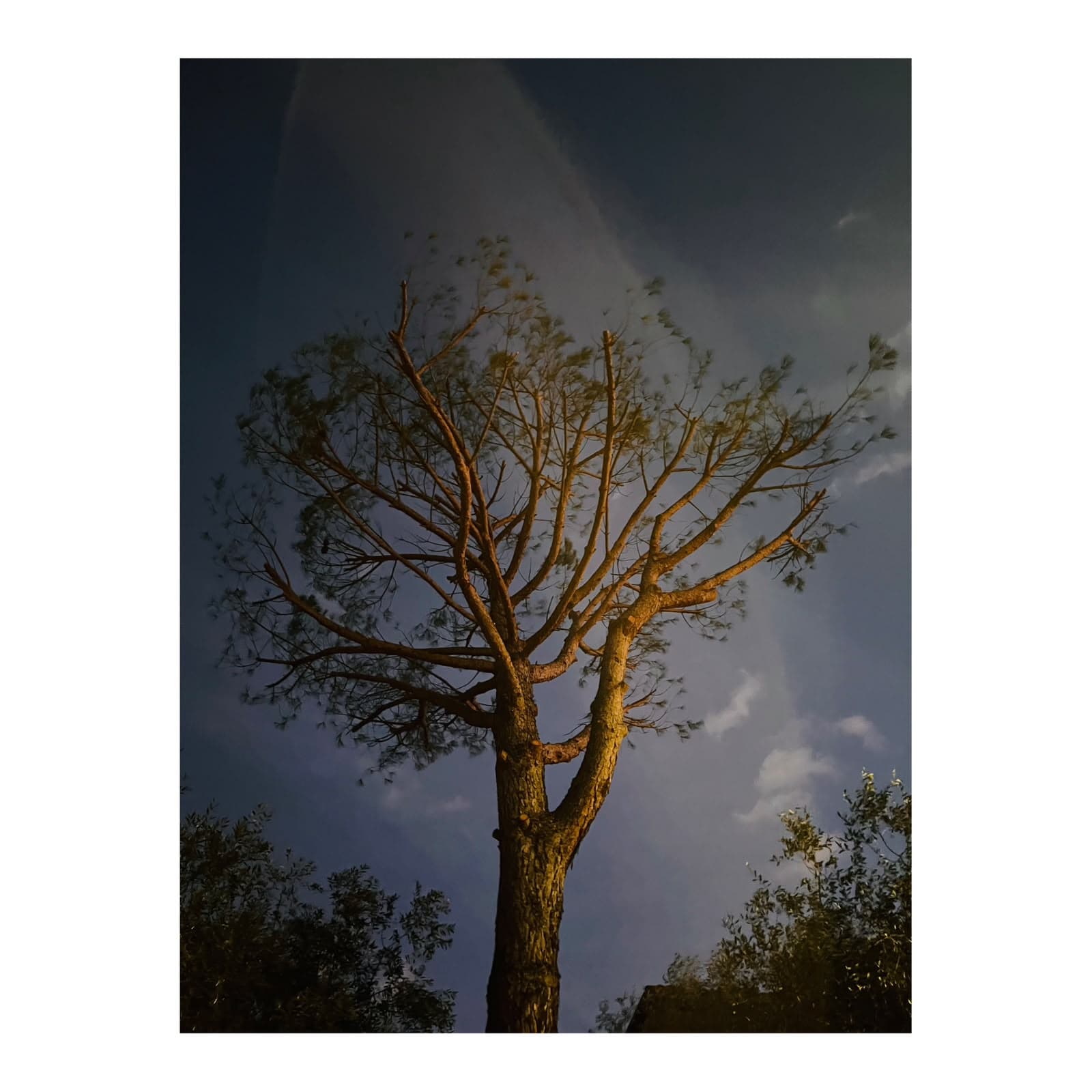 Night tree Fine Art photograph by Andrea Polmüller