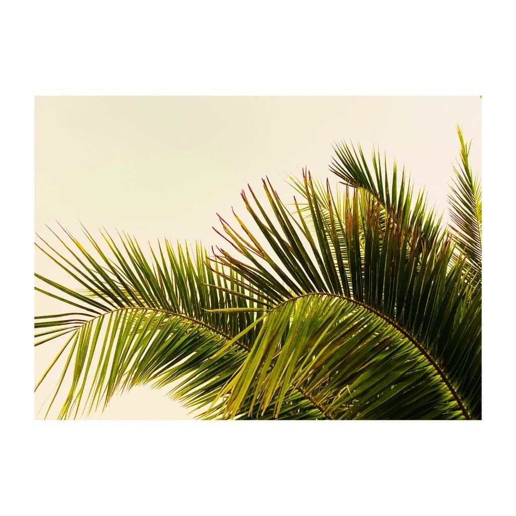 Fine art nature photograph of green palm fronds against a pale sky by Andrea Polmüller